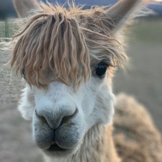 shoutout from .....lpaca influencer on Instagram  