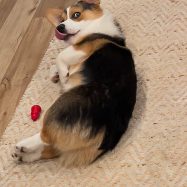  .....corgis   'recent posts' 