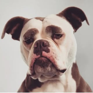 Hire .......eyebrows influencer with 118.2k