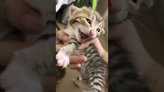  ......teCats  'recent videos' 