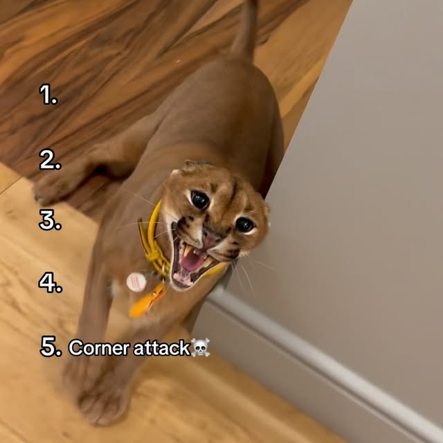  ......aracal   'recent posts' 