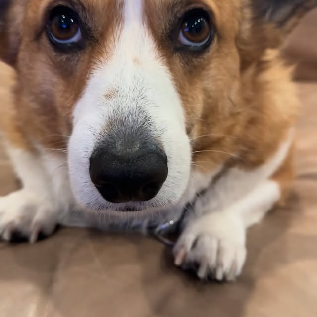  .....corgis   'recent posts' 