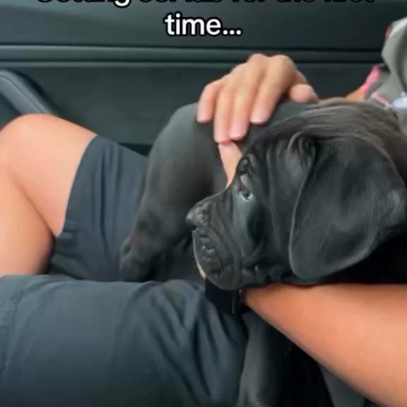  .........pet_world   'recent posts' 