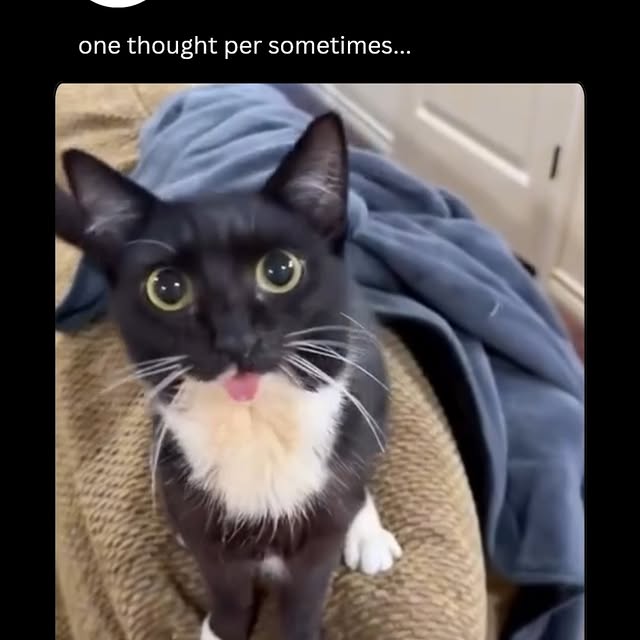  .....pawsz   'recent posts' 