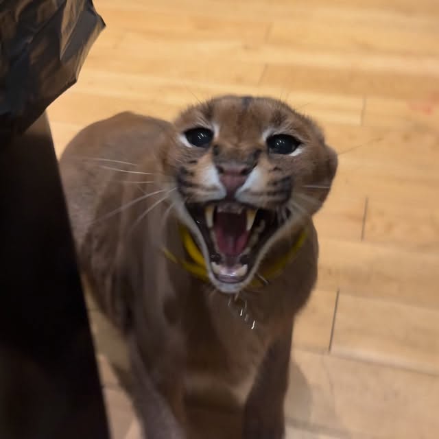  ......aracal   'recent posts' 