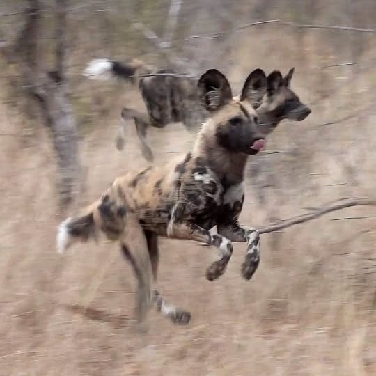  .........._sightings   'recent posts' 