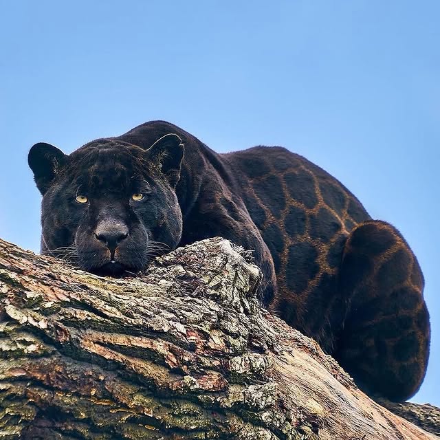  ......sfever   'recent posts' 