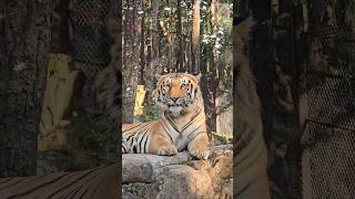  ........... Entertainer  'recent videos' 