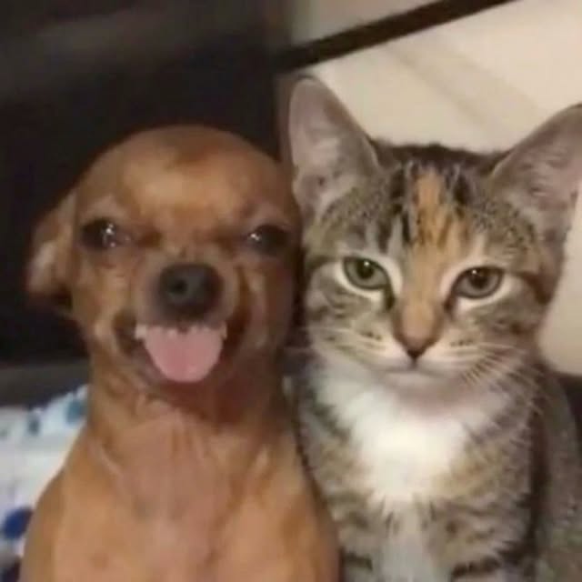  .....pawsz   'recent posts' 