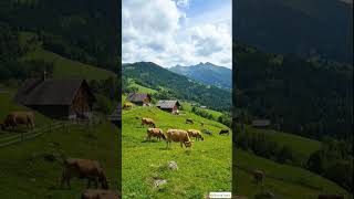  ......Story   'recent videos' 