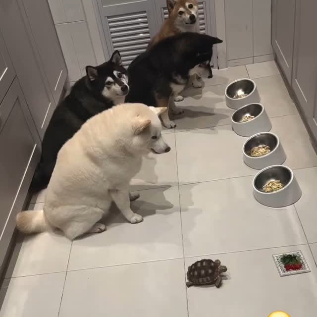  .........onanimals   'recent posts' 