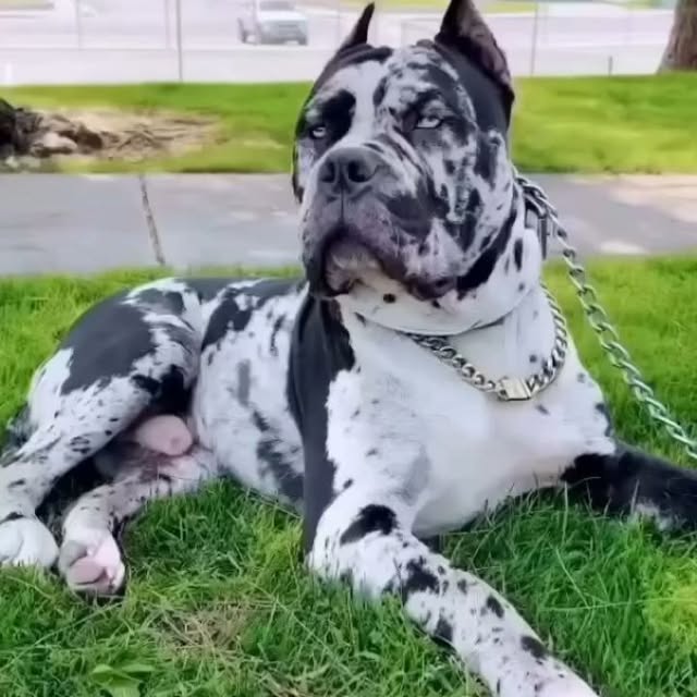  .........pet_world   'recent posts' 