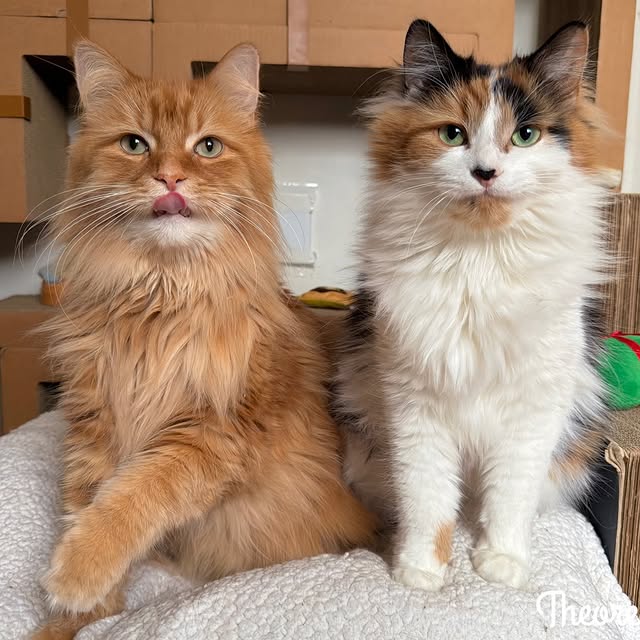  .........tofficial   'recent posts' 