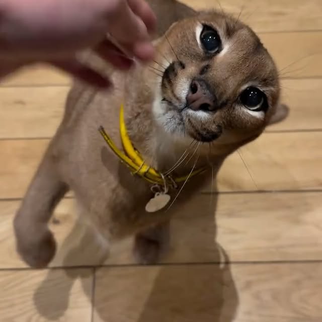  ......aracal   'recent posts' 