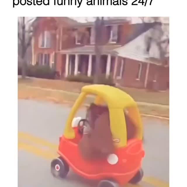  .......imals247   'recent posts' 
