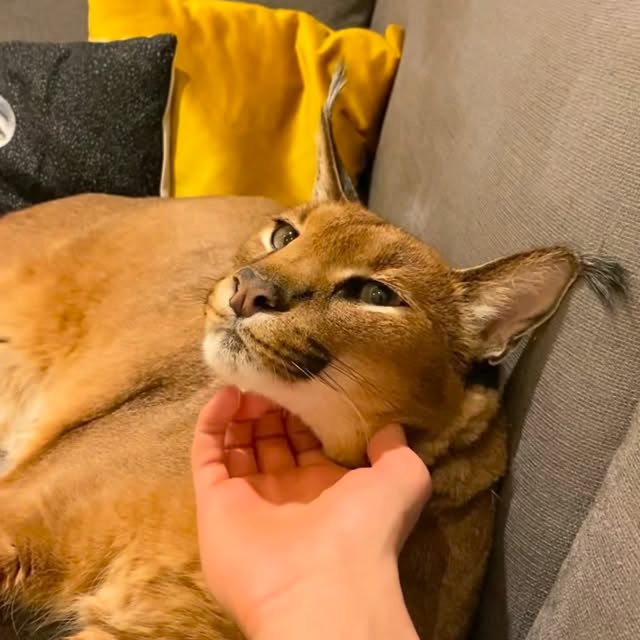  ......aracal   'recent posts' 