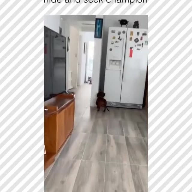  .....pawsz   'recent posts' 