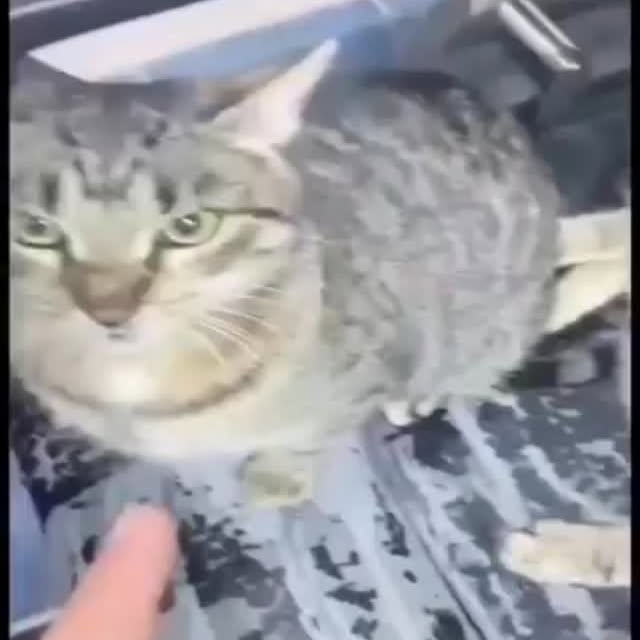  .....memes   'recent posts' 