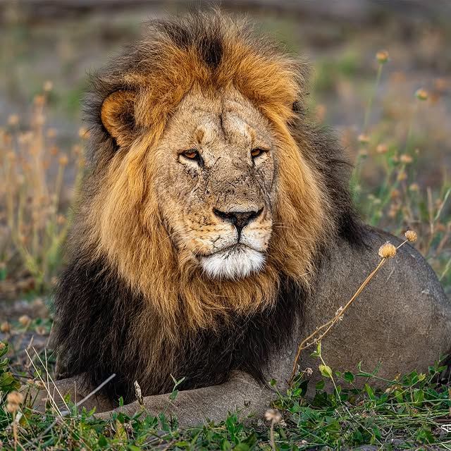  .........._sightings   'recent posts' 