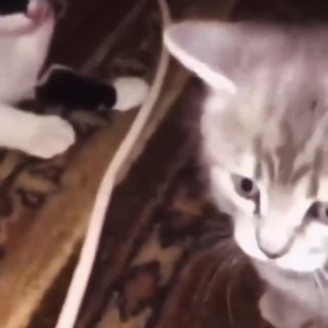  .....attos   'recent posts' 