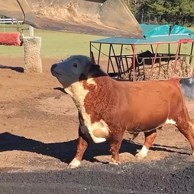  ...urre   'recent posts' 