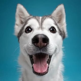 Hire .....nimals influencer with 709k