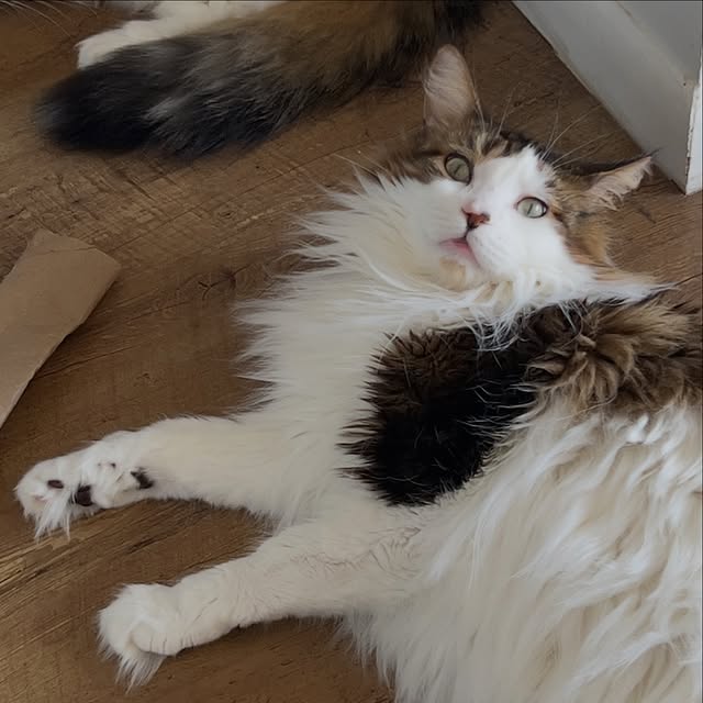  ......adamus   'recent posts' 