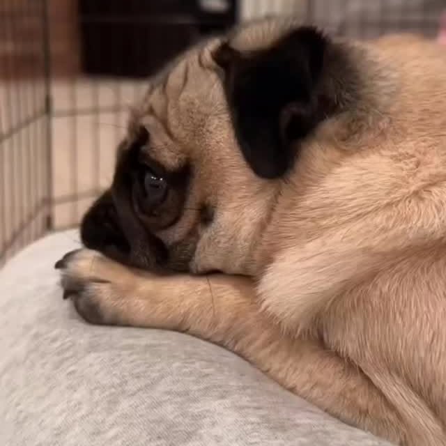  .....of.pug   'recent posts' 