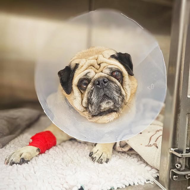  .......elazypug   'recent posts' 