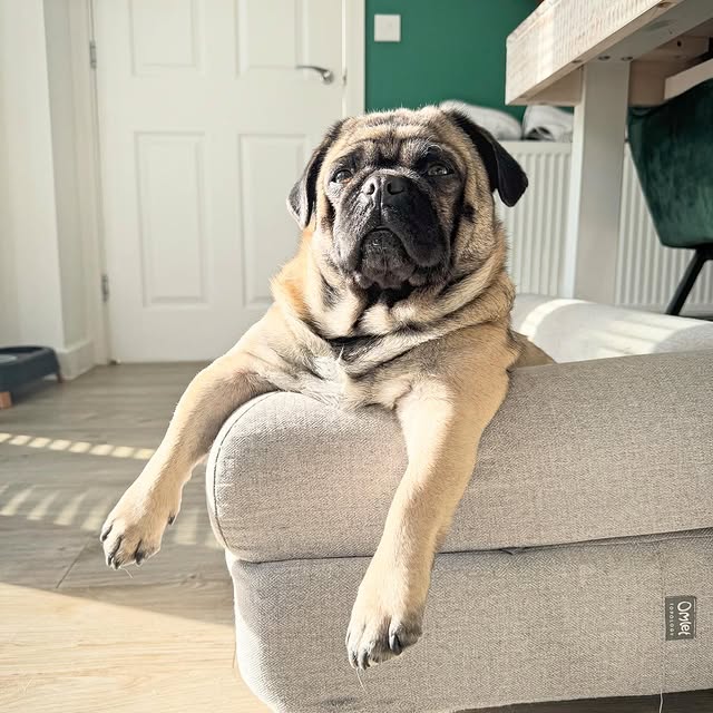  .......elazypug   'recent posts' 