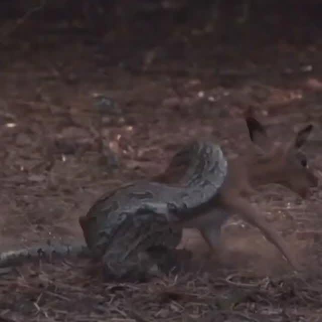  ......fehood   'recent posts' 