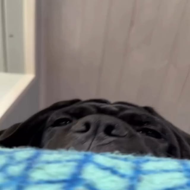  .........pet_world   'recent posts' 