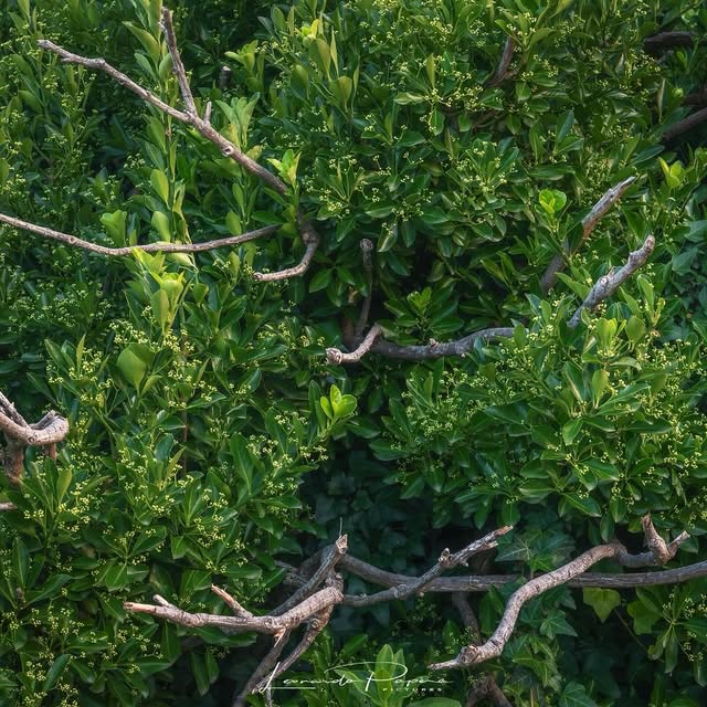  .......o.papera   'recent posts' 