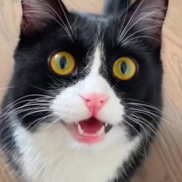  ...........irtonguesout   'recent posts' 