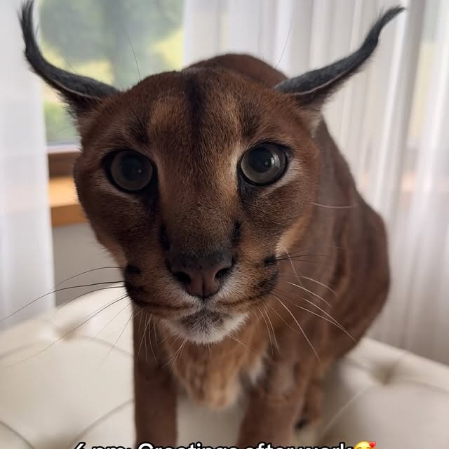  ......aracal   'recent posts' 