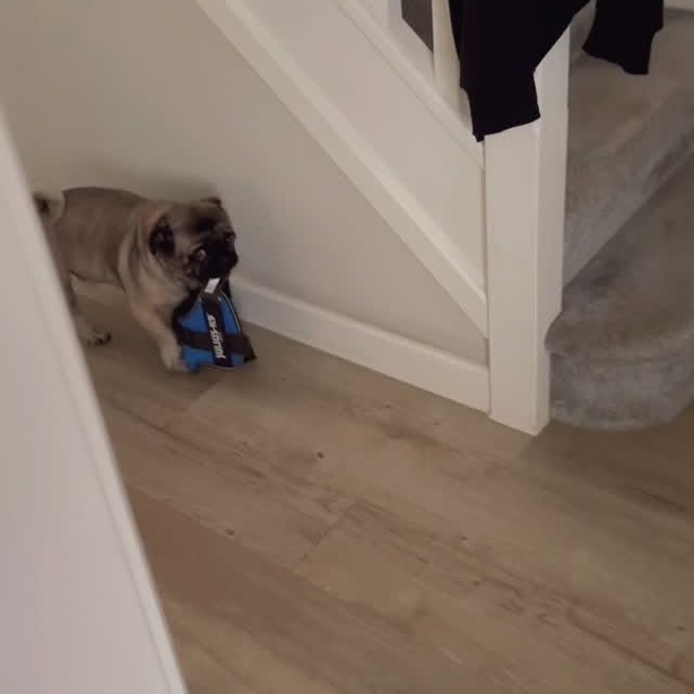  .......elazypug   'recent posts' 