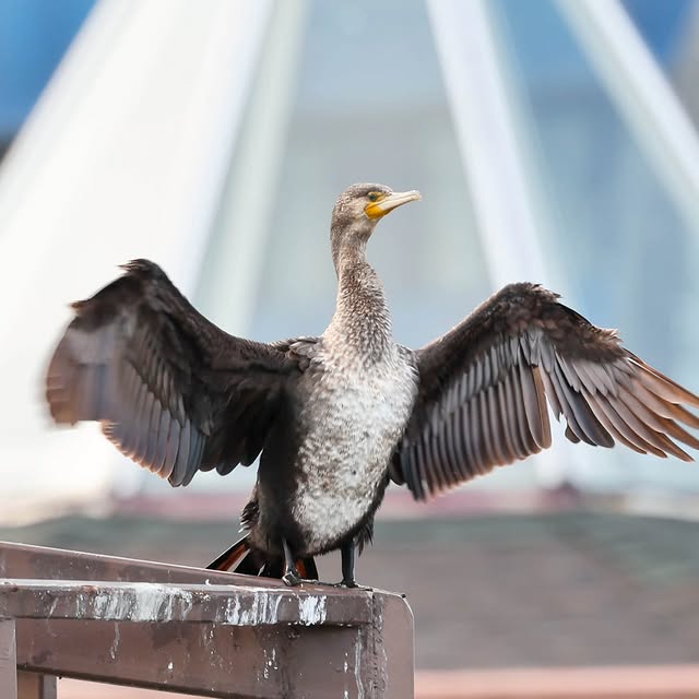  .....yland   'recent posts' 