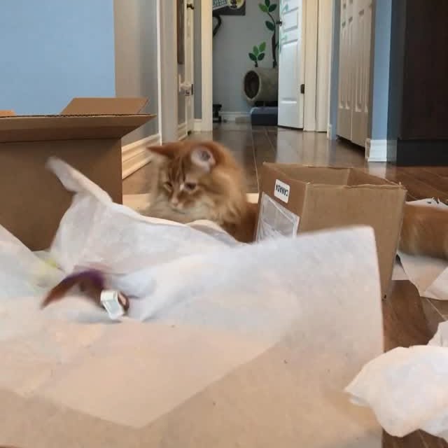  .........tofficial   'recent posts' 