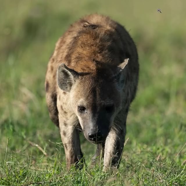  ......fehood   'recent posts' 