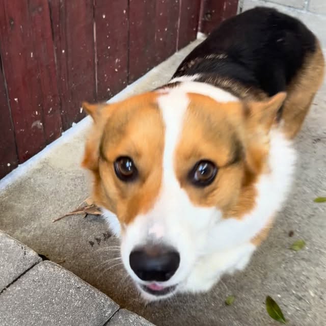  .....corgis   'recent posts' 