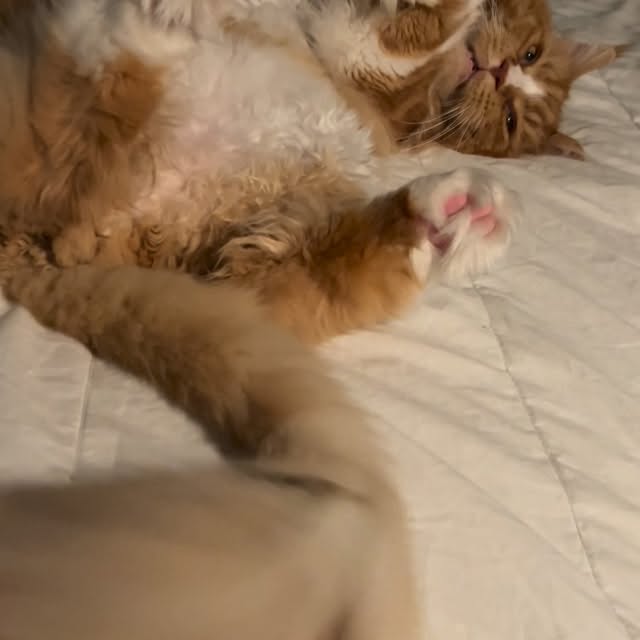  ......adamus   'recent posts' 