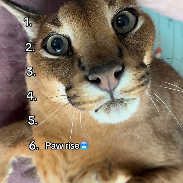  ......aracal   'recent posts' 