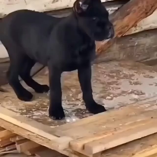  .........pet_world   'recent posts' 