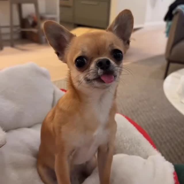  .......uapuppy   'recent posts' 