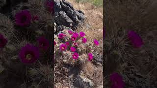  ......erting  'recent videos' 