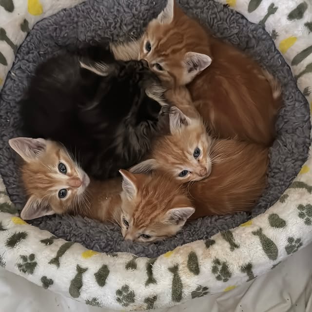  ......_diana   'recent posts' 