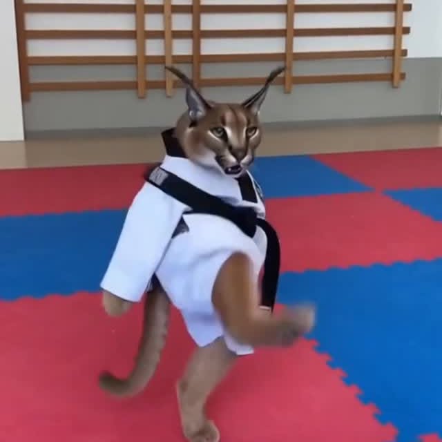  ......aracal   'recent posts' 