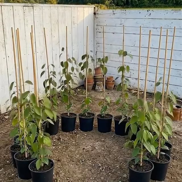  .......manzioli   'recent posts' 