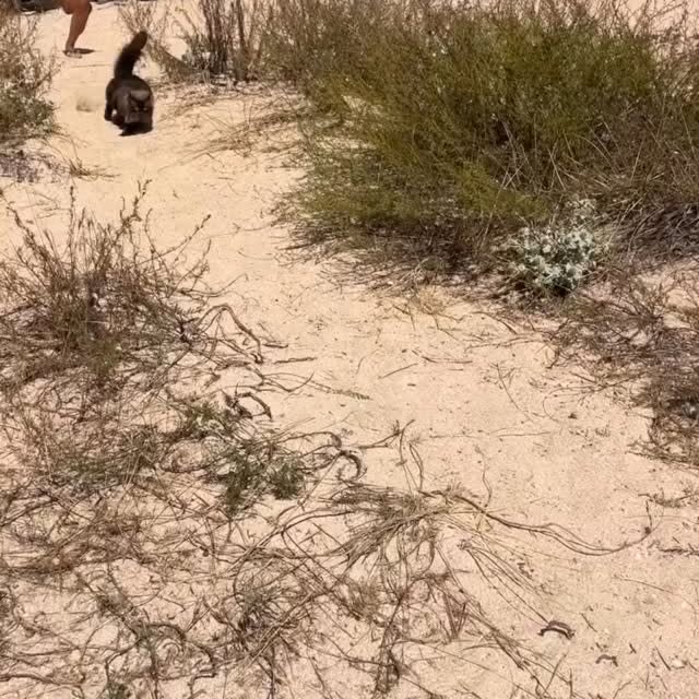  .......skittens   'recent posts' 