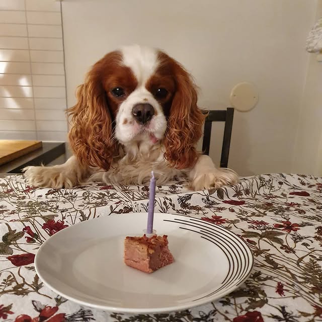  .......superdog   'recent posts' 